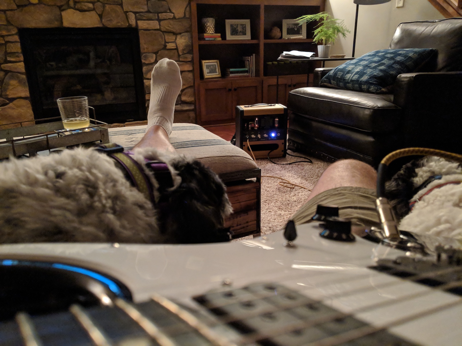 Dogs with a guitar